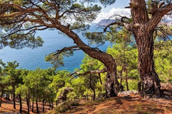 Предлагаю девушке комнату в Севастополе - 14533660_1771622443098797_3386385037753581568_n.jpg