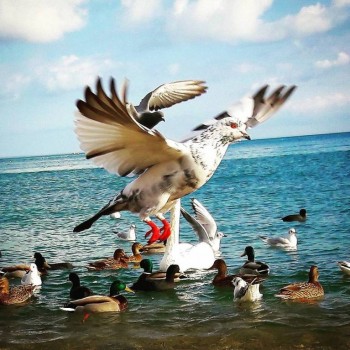 Предлагаю девушке комнату в Севастополе - 24253646_344512376014356_992123409422876672_n.jpg